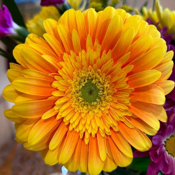 Meet your Posher, Ida - Picture 1 of 1